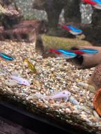 ancistrus snow white longvin, Dieren en Toebehoren, Vis, Zoetwatervis, Schoolvis