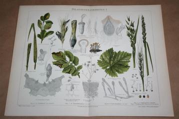 Antieke kleurenlitho - Plantenziekten - Ca 1900 beschikbaar voor biedingen
