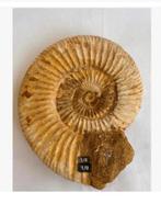 Grote ammoniet Marokko in folie beschermlijst, Verzamelen, Mineralen en Fossielen, Ophalen of Verzenden, Fossiel
