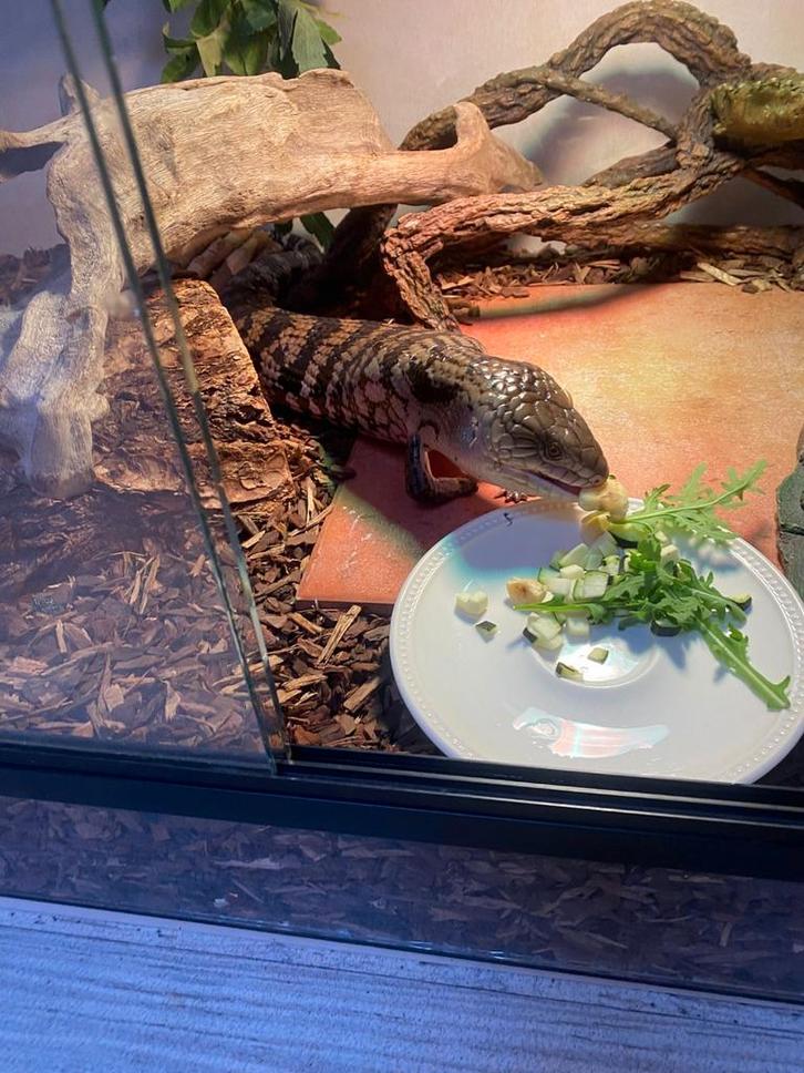 Blauwtongskink Indonesische ondersoort