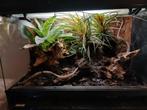 Paludarium, Dieren en Toebehoren, Ophalen, Gebruikt, Terrarium of Paludarium
