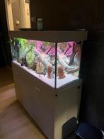 Aquarium +kast, Ophalen, Gevuld zoetwateraquarium