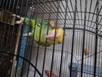 dubbelgeelkop amazone, Dieren en Toebehoren, Vogels | Parkieten en Papegaaien, Mannelijk, Papegaai, Pratend