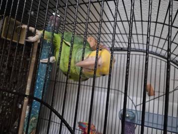 dubbelgeelkop amazone beschikbaar voor biedingen