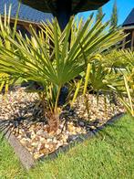 Eigen kweek trachycarpus fortunei palmbomen winterharde palm, Tuin en Terras, Planten | Tuinplanten, Ophalen, Zomer, Overige soorten