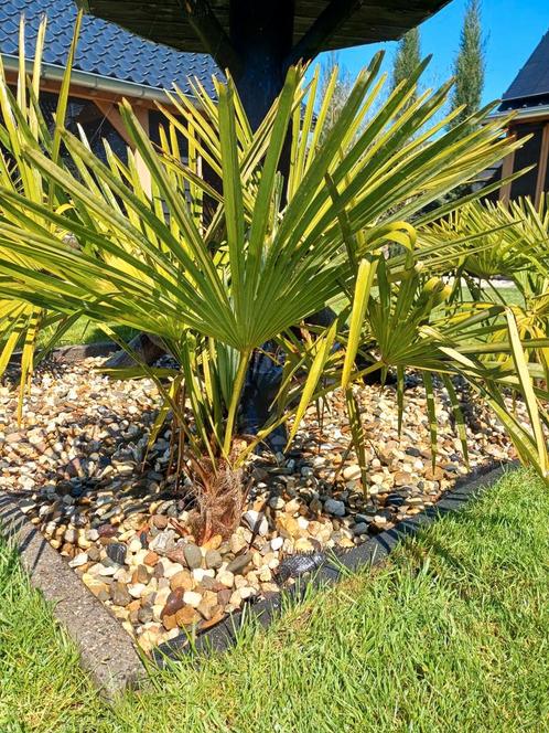 Eigen kweek trachycarpus fortunei palmbomen winterharde palm, Tuin en Terras, Planten | Tuinplanten, Overige soorten, Halfschaduw