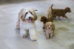 Leuke Tibetaanse Terrier x Dwerg Poedel pups, Nederland, Overige rassen, CDV (hondenziekte), 8 tot 15 weken