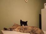 Goed huisje gezocht!!  🥰🥰 15 en 13 weken. geen familie., Dieren en Toebehoren, Katten en Kittens | Overige Katten, Kater, Kortharig