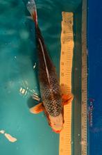 Asagi, Dieren en Toebehoren, Karper of Koi