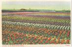 AK Bollenvelden - Tulpen, Verzenden, 1920 tot 1940, Ongelopen, Natuur