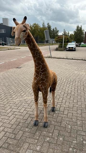 Hansa Giraf beschikbaar voor biedingen