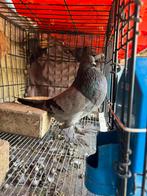 Hollands kroppers, Dieren en Toebehoren, Vogels | Duiven, Meerdere dieren