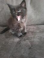Maine coon x ragdoll kittens !, Dieren en Toebehoren, Katten en Kittens | Raskatten | Langhaar, Meerdere dieren, Gechipt, 0 tot 2 jaar