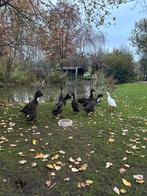 Loopeenden woerden 3x, Dieren en Toebehoren, Pluimvee, Mannelijk, Eend