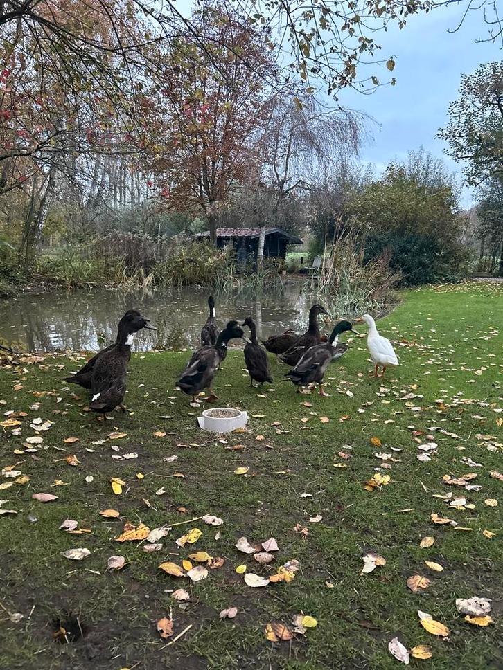 Loopeenden woerden 3x, Dieren en Toebehoren, Pluimvee, Eend, Mannelijk