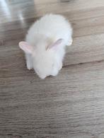Lief vrouwtjes konijn 8 weken oud, Dieren en Toebehoren, Konijnen, Mannelijk, Dwerg