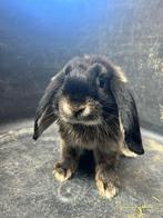 Super lieve mini lop x nederlandse dwerg hangoor, Dieren en Toebehoren, Meerdere dieren