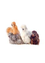 Zijdehoen hen gezocht, Dieren en Toebehoren, Kip