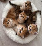 Britse long/short hair kittens, Dieren en Toebehoren, Katten en Kittens | Raskatten | Langhaar, Meerdere dieren
