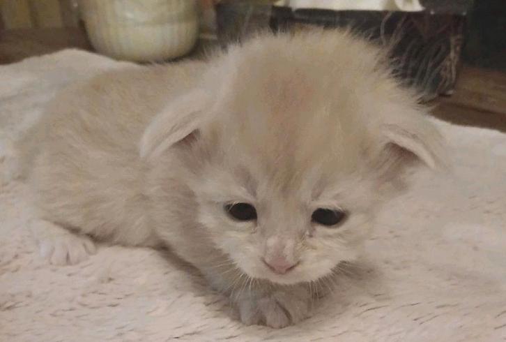 Main coon kittens, Dieren en Toebehoren, Katten en Kittens | Raskatten | Langhaar, Meerdere dieren, Gechipt, Ontwormd