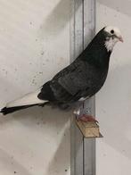 12 hoogvliegers sierduiven te koop., Dieren en Toebehoren, Meerdere dieren, Tuimelaar of Roller
