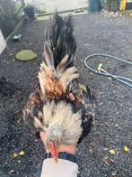 Serama haan, Dieren en Toebehoren, Pluimvee, Mannelijk, Kip