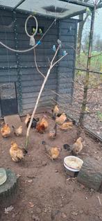 Koppel kip en hanen, Dieren en Toebehoren, Pluimvee, Meerdere dieren, Kip