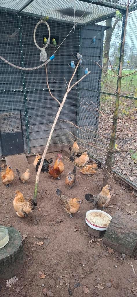 Koppel kip en hanen, Dieren en Toebehoren, Pluimvee, Kip, Meerdere dieren
