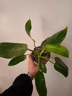 Philodendron Jose Buono #1, Ophalen of Verzenden, Overige soorten, Minder dan 100 cm