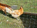 Friese pel hen met haan, Dieren en Toebehoren, Vrouwelijk, Kip