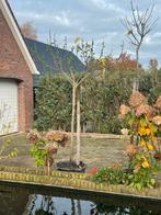 Vijg op stam 145 cm brown turkey, Overige soorten, 100 tot 250 cm, Zomer, Ophalen