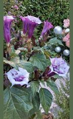 Zeldzaam...Doornappel- Datura Metel -Trompetbloem- 20 zaden, Tuin en Terras, Planten | Tuinplanten, Ophalen of Verzenden