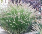 Pennisetum alop. Hameln (lampepoetsersgras) div maten pot, Tuin en Terras, Planten | Tuinplanten, Ophalen, Overige soorten, Halfschaduw