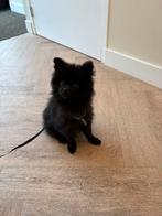 Lieve pomsky reu, Dieren en Toebehoren, Keeshond, 1 tot 2 jaar, Eén hond, Nederland