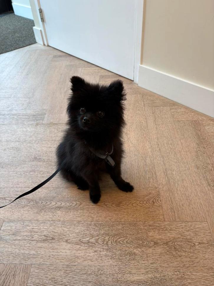 Lieve pomsky reu, Dieren en Toebehoren, Honden | Poolhonden, Keeshonden en Oertypen, Reu, Keeshond, Particulier, Eén hond, Nederland