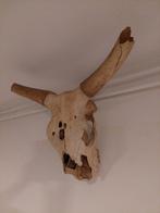 Afrikaanse schedel van een watusi, Ophalen of Verzenden