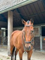 Ierse volbloed ruin, Dieren en Toebehoren, Paarden, Ruin, Recreatiepaard