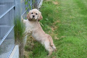 Amerikaanse cocker spaniel pups beschikbaar voor biedingen