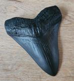 Mooie megalodon haaietand, 14 cm, prachtige replica, nieuw, Verzamelen, Ophalen of Verzenden