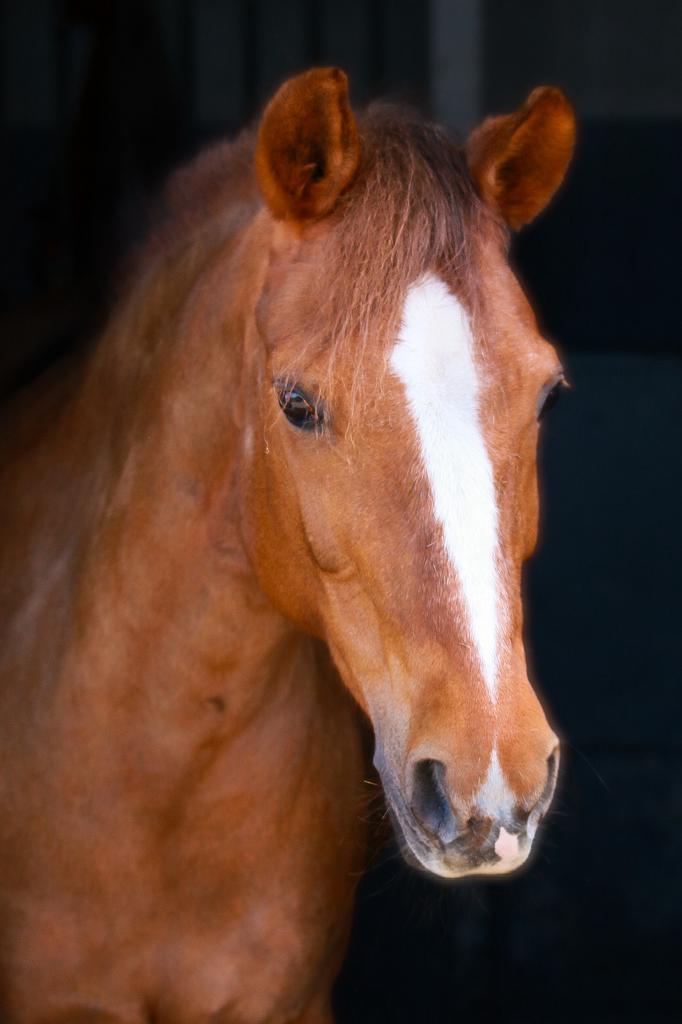 D pony New Forest merrie, Dieren en Toebehoren, Pony's, Merrie, L, D pony (1.37m tot 1.48m), 11 jaar of ouder, Met stamboom, Gechipt