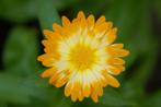 Zaden goudsbloem Oopsy Daisy (Calendula officinalis), Tuin en Terras, Bloembollen en Zaden, Ophalen of Verzenden, Voorjaar, Volle zon
