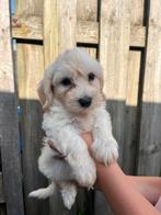 Knappe Maltipoo-Puppy’s te koop - 3 Reutjes, Dieren en Toebehoren, Honden | Chihuahua's en Gezelschapshonden, Overige rassen, Meerdere