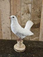 opgezette witte duif ``WOONWINKEL RUSTIEK``, Verzamelen, Dierenverzamelingen, Ophalen of Verzenden, Zo goed als nieuw, Vogel, Opgezet dier