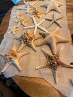 Diverse zeesterren decoratie, Verzamelen, Mineralen en Fossielen, Ophalen of Verzenden, Schelp(en)