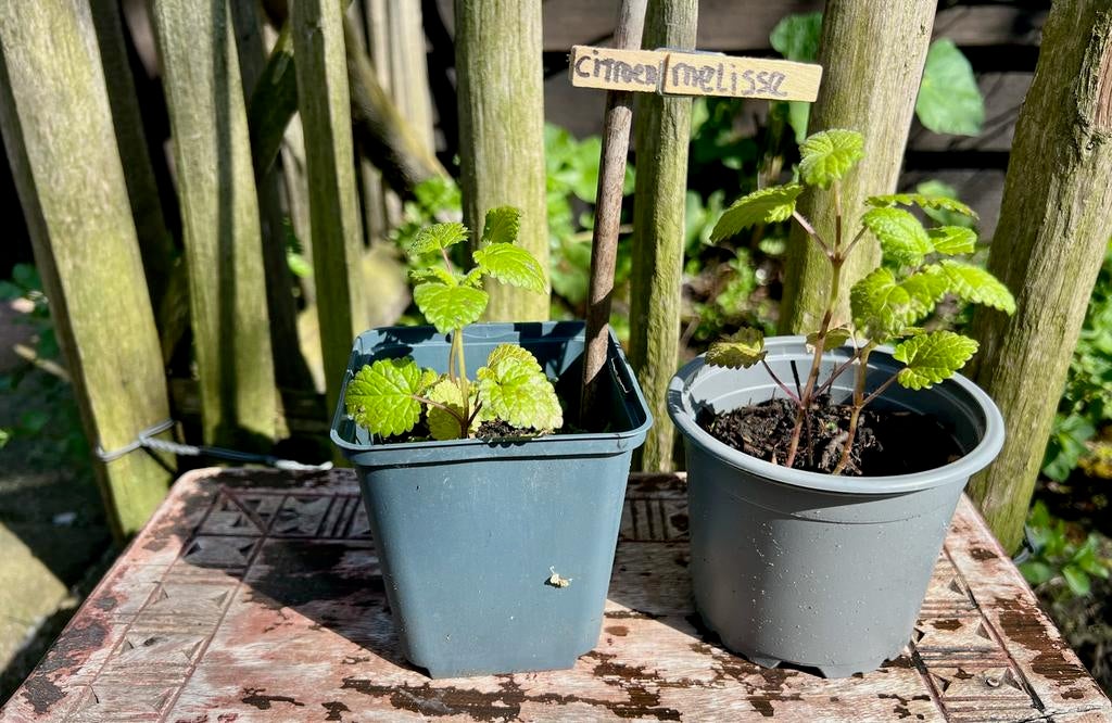 CITROENMELISSE uit Biologische Moestuin Vaste plant, Tuin en Terras, Ophalen, Vaste plant, Halfschaduw, Kruiden