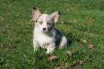 Welsh Corgi Cardigan pups, Dieren en Toebehoren, Parvo, Nederland, 8 tot 15 weken, Meerdere
