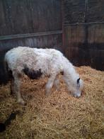 Pony's te koop, Hengst, 0 tot 2 jaar