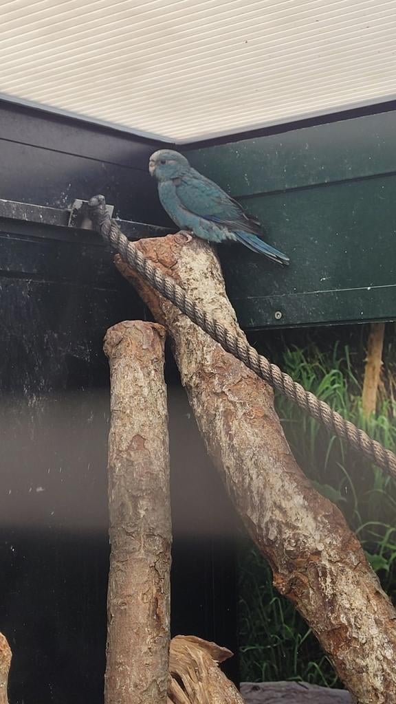 Jonge blauwe kakariki's, Dieren en Toebehoren, Meerdere dieren, Parkiet, Tam