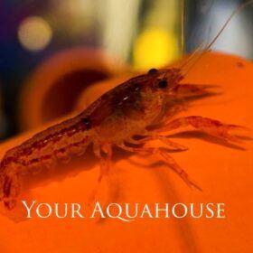 Cambarellus patzcuarensis CPO kreeft, Dieren en Toebehoren, Vissen | Aquariumvissen, Zoetwatervis, Kreeft, Krab of Garnaal