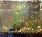 Appelslakken wit en licht roze., Dieren en Toebehoren, Vissen | Aquariumvissen, Slak of Weekdier, Zoetwatervis